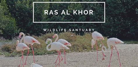 birds in ras al khor wildlife sabtuary