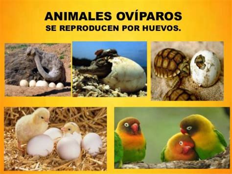 Diferencias entre animales vivíparos, ovíparos y ovovivíparos - RESUMEN