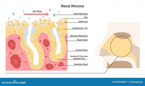 Nasal Mucosa Anatomy. Nasal Mucous Membrane Lining the Respiratory Tract Stock Vector ...