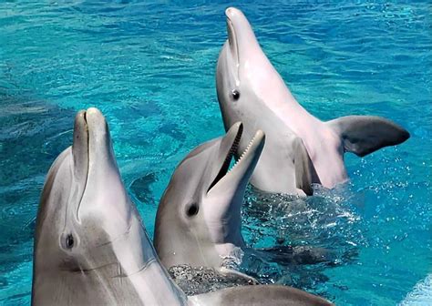 Dolphin Behavior - AnimalBehaviorCorner