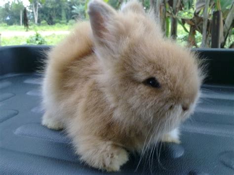 RABBIT JUNCTION : RABBIT, BUNNIES & ME: For Adoption