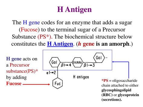 PPT - History ABO System Phenotype ABO System Genotype Rh system Other Blood Groups PowerPoint ...