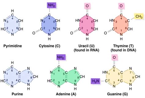 What are two types of nitrogenous bases found in nucleic acids? | Socratic