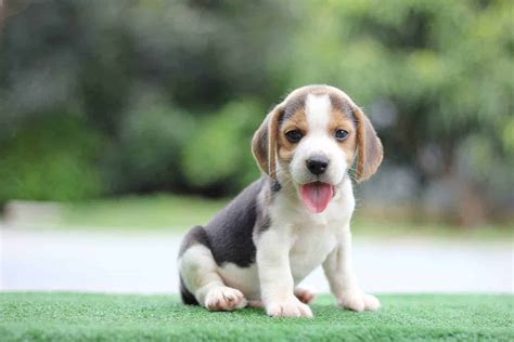 Do Beagle Puppies Chew A Lot