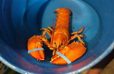 8 Rarest Lobster Colors in the World - Rarest.org