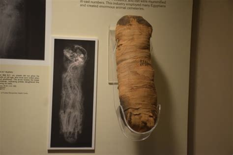 Why Were Cats Mummified in Ancient Egypt?