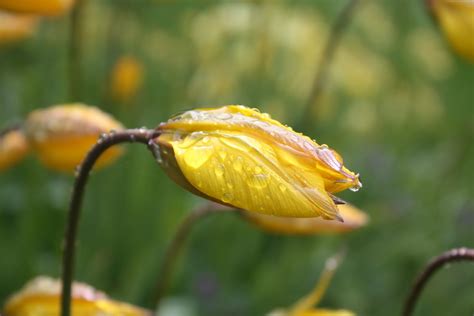 kerstin's photography: Flowers with Raindrops