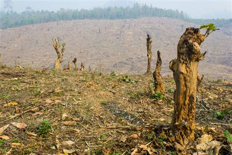 Why Is Deforestation a Major Problem In Terms of Its Effect on Global Warming? | Earth.Org