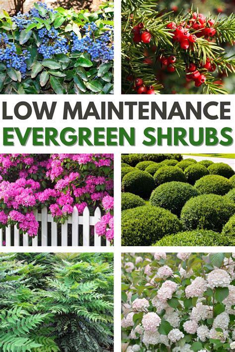 Low Maintenance Evergreen Shrubs