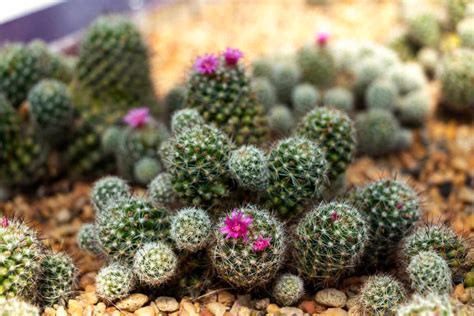 Growing Pincushion Cactus | Kellogg Garden Organics™