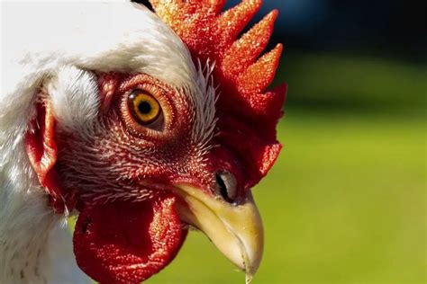 10 Things You Didn’t Know About Delaware Chickens