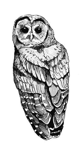 Northern Spotted Owl | Drawing for ECO shirts for pitch to W… | Flickr