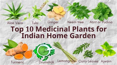 Top 10 Medicinal Plants for Home Garden: Learn Uses and How to Grow