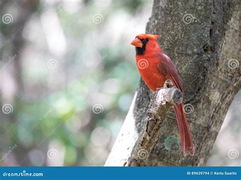 Tropical bird close-up. stock photo. Image of america - 89639794