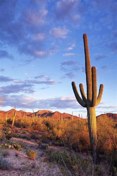 Sonoran Desert And Saguaro Cactus by Kencanning