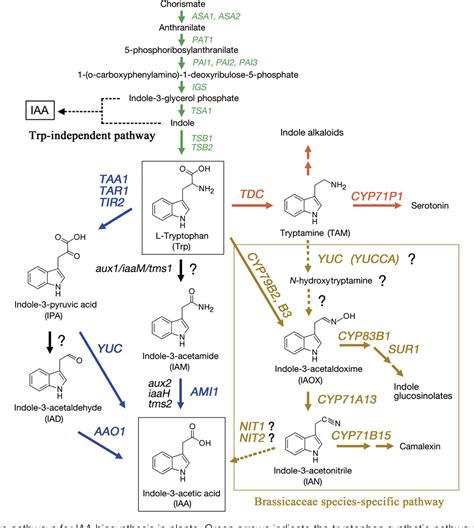 Figure 6 from The pathway of auxin biosynthesis in plants. | Semantic ...