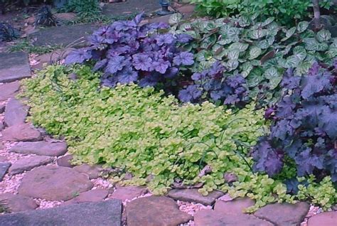 creeping jenny ground cover | 1000 | Ground cover, Creeping jenny ...