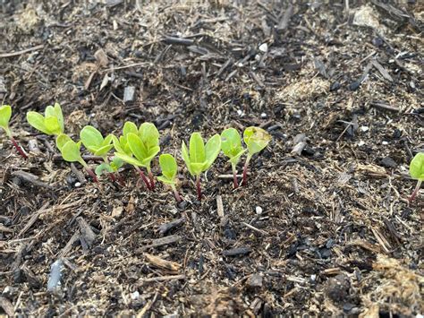 Help please! Why are these zinnia leaves browning/curling up? Could it ...