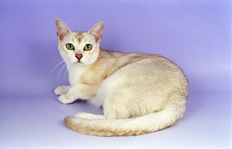 Burmilla Cat Breed Information