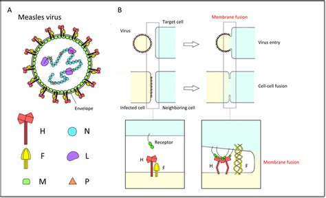 The measles virus structure an [IMAGE] | EurekAlert! Science News Releases