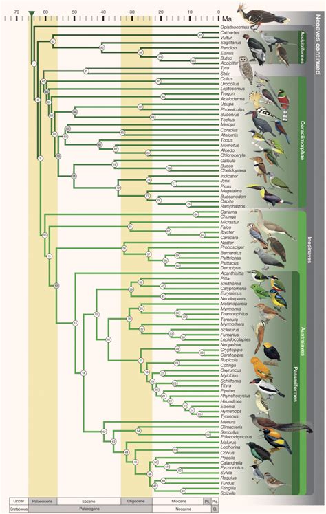 Ornithologists Publish Most Comprehensive Avian Tree of Life | Sci.News