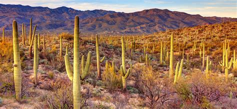 A Field Guide to Arizona Cacti | VBT Active Travel Blog | VBT Bicycling ...