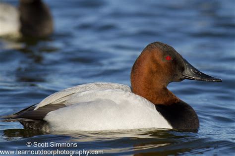 Canvasback Duck