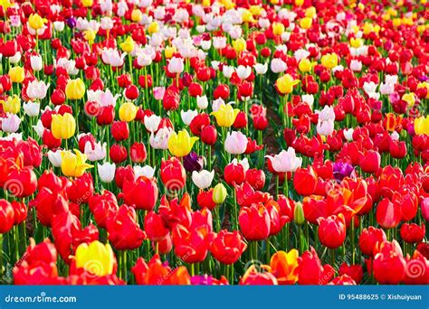 The multicolour flowers stock image. Image of city, color - 95488625