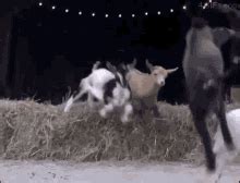 Screaming Goat GIFs | Tenor