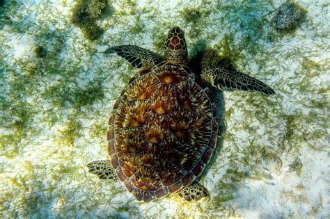 Diving in Saint Vincent & the Grenadines | PADI