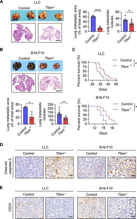 TFAM deficiency in dendritic cells leads to mitochondrial dysfunction and enhanced antitumor ...