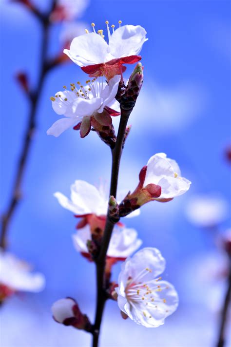 flowers, Nature, Blue, Spring, Blurred Wallpapers HD / Desktop and ...