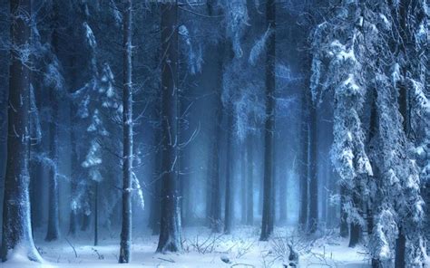 Dark Winter Forest Desktop Wallpapers - 4k, HD Dark Winter Forest Desktop Backgrounds on ...