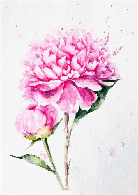 Pin by Dawn Brown on Waterslide | Peony drawing, Peony painting, Watercolor peonies