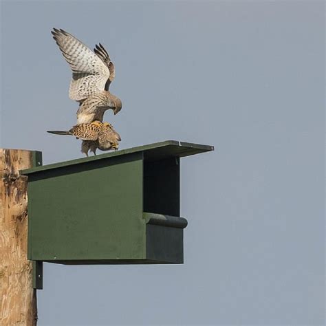 Kestrel Nest Box – Vivara Pro