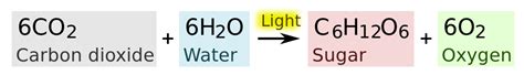 Difference Between Oxygenic and Anoxygenic Photosynthesis | Definition, Process, Significance ...