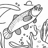 Colorful Rainbow Trout Coloring Page 48284 38182 sketch template
