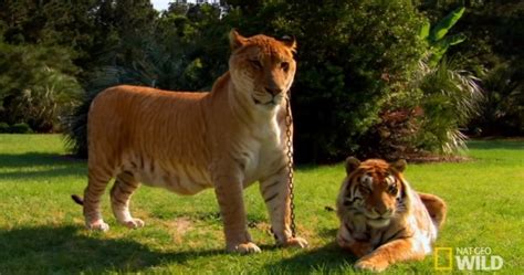 The Truth About Ligers - Lion Tiger Hybrid = “LIGER”