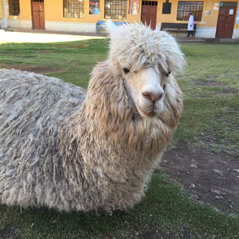 Peruvian Alpaca Vicugna Pacos Stock Photo - Image of poor, garden: 77764142