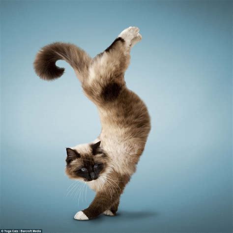 The purrfect workout: Yoga-loving cats are a Christmas calendar hit | Daily Mail Online