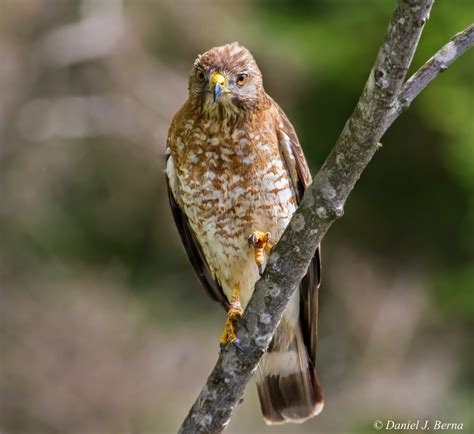 Daniel Berna Photography: Sharp Shinned Hawk Juvenile