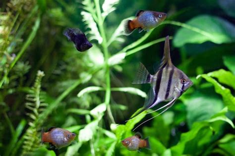 10 Best Tank Mates For Angelfish & How to Choose