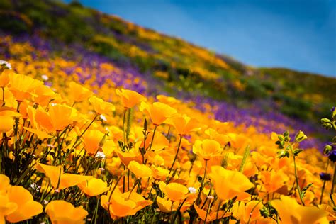 As stunning super blooms spring up, tourists often get carried away - Earth.com