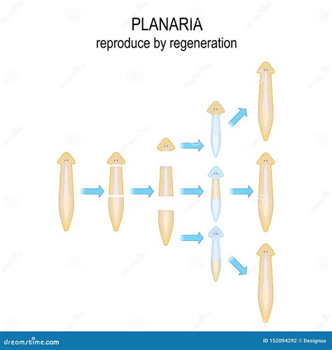 Regeneration Of Planaria