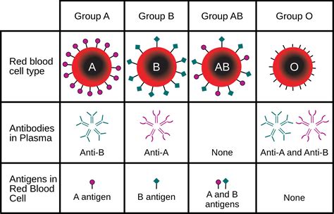 How to figure out which blood type to transfuse into a patient ...