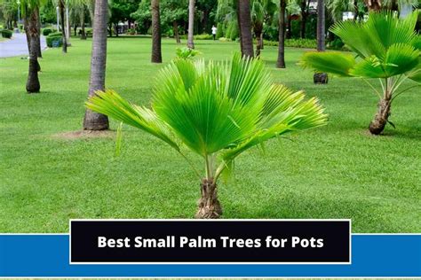 8 Best Small Palm Trees for Pots (With Photos)