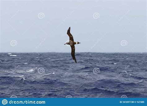 Albatross Flying on Storming Sea Background. Blue Ocean Water and Storm Waves. Wild Sea Bird in ...