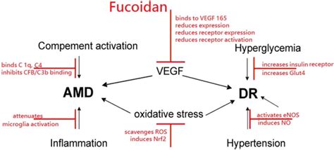 Fucoidan Benefits On Major Blinding Diseases | Cancer and Fucoidan