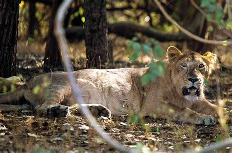 Gir Forest National Park: The Last Lions