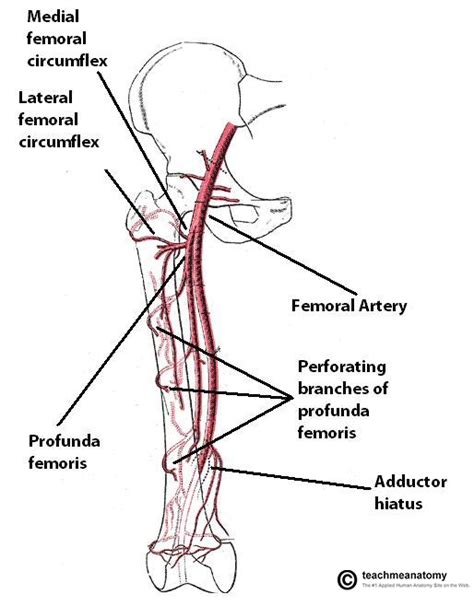 femoral artery diagram - ModernHeal.com